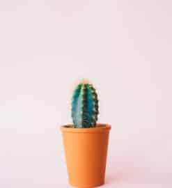 Comment bouturer un cactus ?